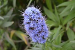 Blommor