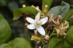 Blommor