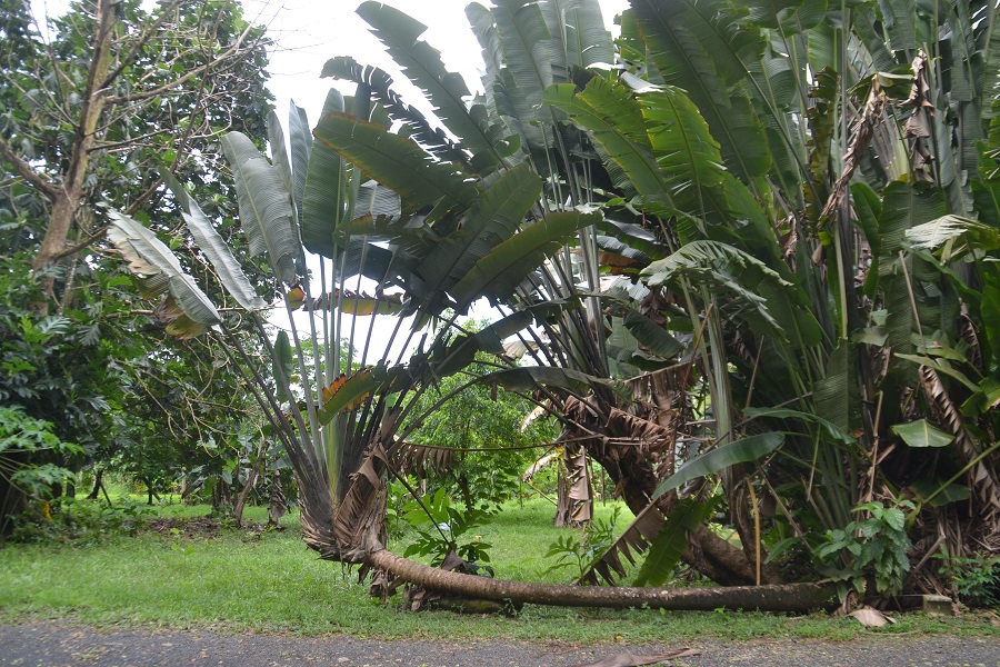Pohnpei_2018